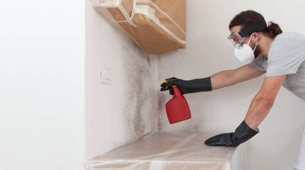 Professional Attic Mold Remediation technician working in Nederland, TX