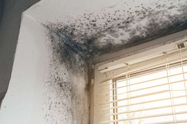 Affordable Attic Mold Remediation solutions in Nederland, TX